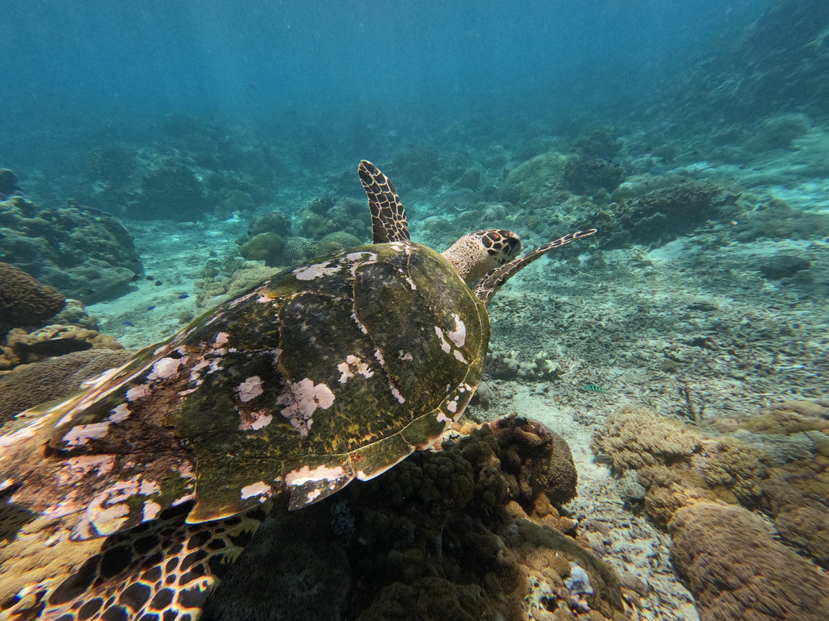 PRINT: Hawksbill Turtle — About to take flight