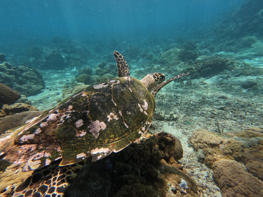 PRINT: Hawksbill Turtle — About to take flight