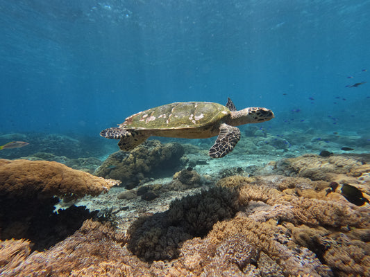 PRINT: Hawksbill Turtle — gliding over the reef